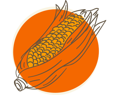 Corn in husk